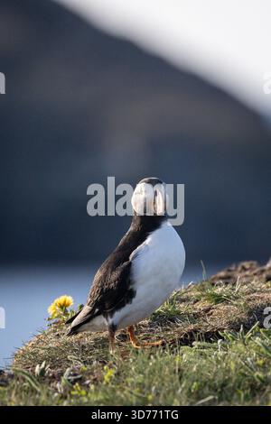 Ritratto di un Atlantic Puffin Foto Stock