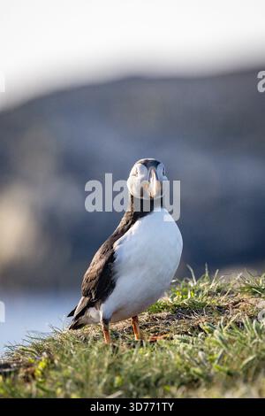 Ritratto di un Atlantic Puffin Foto Stock