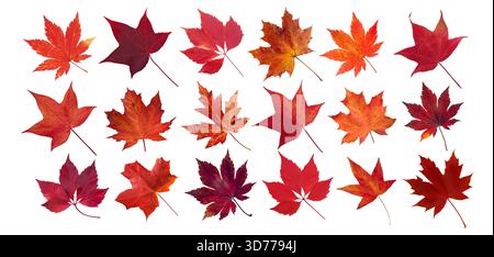 Collezione di vivaci foglie autunnali rosse di liquidambar, acero, crepuscolo della Virginia e acero giapponese isolati sul bianco. Perfetto per la stagione Foto Stock