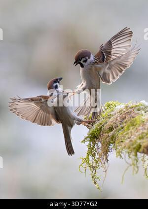 Passero degli alberi (Passer montanus) due adulti che combattono aggressivamente per il cibo, Baden-Wuerttemberg, Germania Foto Stock