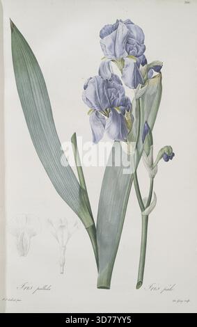 Iris pallida, pubblicata tra il 1805 e il 1816 da Pierre Joseph Redouté. Altri titoli includono Iris dalmata, Sweet Iris, Orris e Fragrant Iris. L'opera fu pubblicata a Parigi da Chez l'Auteur e stampata da Didot Jeune, in una seconda edizione limitata. La pubblicazione si concentra sulla botanica, in particolare foglie e fiori della famiglia dei gigli Foto Stock