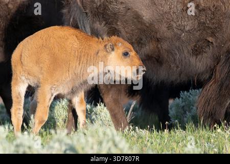 Vitello di bufalo (bisonte). Giugno nel parco nazionale di Yellowstone, Wyoming. Foto Stock