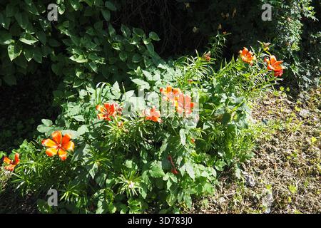 Lilium bulbiferum, giglio di fuoco arancione, Jimmy Bane, tigre e giglio di San Giovanni, è un giglio europeo erbaceo con bulbi sotterranei, appartenenti a Liliaceae Foto Stock