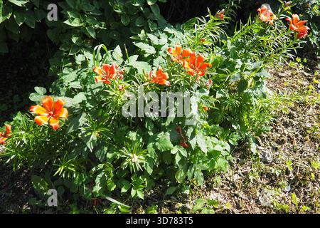 Lilium bulbiferum, giglio di fuoco arancione, Jimmy Bane, tigre e giglio di San Giovanni, è un giglio europeo erbaceo con bulbi sotterranei, appartenenti a Liliaceae Foto Stock