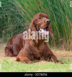 Colono irlandese disteso nell'erba Foto Stock