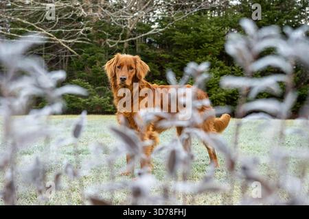 Cane Golden retriever allo zenzero incorniciato da foglie smerigliate in un paesaggio naturale Foto Stock