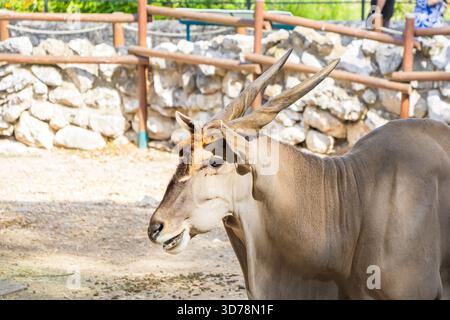 Una maestosa antilope dell'Eland comune (Taurotragus oryx) sorge in un recinto dello zoo, che mostra le sue lunghe corna contorte e il cappotto marrone chiaro. Foto Stock