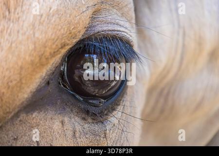 Foto macro di un occhio di cavallo marrone chiaro che mostra le ciglia scure, l'iride e un chiaro riflesso dell'ambiente circostante. Foto Stock