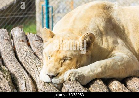 Una maestosa leonessa bianca che dorme tranquillamente su tronchi di legno grezzi e sbiancati dal sole in un recinto all'aperto in una giornata di sole. Foto Stock