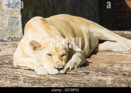 Una maestosa leonessa bianca che dorme tranquillamente su tronchi di legno grezzi e sbiancati dal sole in un recinto all'aperto in una giornata di sole. Foto Stock