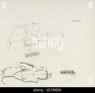 L'illustrazione presenta vari teschi e denti di diversi animali. 1a mostra il cranio del castoro (fibra di Castore) con una vista verticale dei suoi denti (1b). 2a presenta il cranio del Porcupino americano (Hystrix hudsonius), accompagnato dai denti della mascella superiore (2b) e inferiore (2c). 3a raffigura il cranio del visone (putorius vison), con un'illustrazione dei denti della mascella superiore (3b). Il pezzo è datato tra il 1842 e il 1844, creato ad Albany, e misura 28,5 x 22 cm Foto Stock