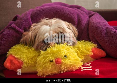 Simpatico cane Shih Tzu che riposa comodamente sotto una coperta viola con il mento su un peluche giallo, al chiuso. Foto Stock
