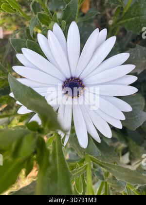 Cape rain-daisy (Dimorphotheca pluvialis) nel giardino, in Egitto Foto Stock