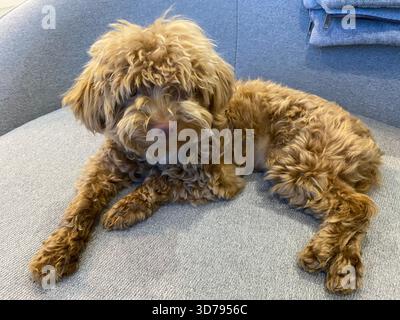 Sul divano giace un simpatico barboncino marrone nano Foto Stock
