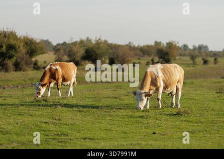 Mucche che pascolano pacificamente in un lussureggiante campo verde Foto Stock