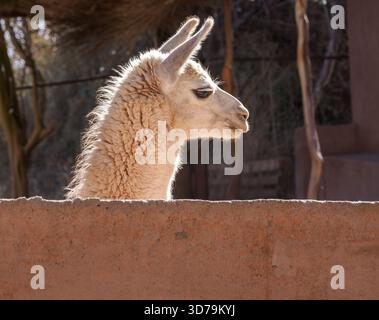 Giovane lama bianca che guarda su un muro di mattoni nel deserto di Atacama in Cile Foto Stock