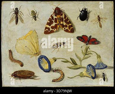 KESSEL, Jan van, i (nato nel 1626, Anversa, d. 1679, Anversa) insetti - olio su rame, 12 x 15 cm Fitzwilliam Museum, Cambridge --- parole chiave: --------------- Autore: KESSEL, Jan van, i titolo: Insetti linea temporale: 1651-1700 Scuola: Fiamminga forma: Pittura tipo: Natura morta Foto Stock
