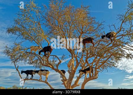 Capre su alberi di olio di Argon in Marocco. Foto Stock