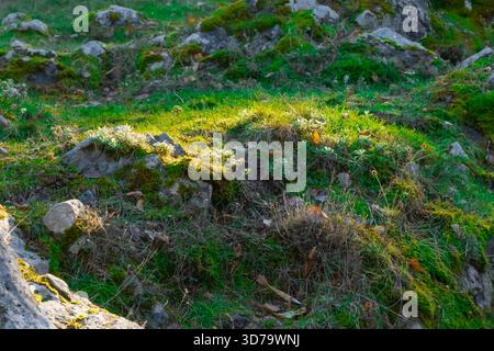 Un piccolo tumulo di erba e pietre coperte di muschio si illumina alla luce calda del sole. La consistenza delle rocce e delle piante rivela la quiete bellezza di una f Foto Stock