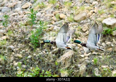 Mallards che volano sull'acqua Foto Stock