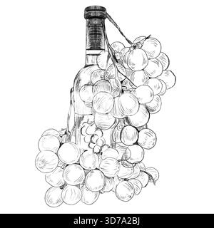 Uve mature, bottiglia di vino isolata su fondo bianco. Disegnare l'illustrazione vettoriale d'annata di un ramo maturo di uve da cui viene prodotto il vino, la conc Illustrazione Vettoriale