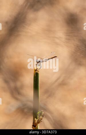 Femmina Violet Dropwing (trithemis annulata) arroccata su un ramoscello dall'atmosfera nebulosa Foto Stock
