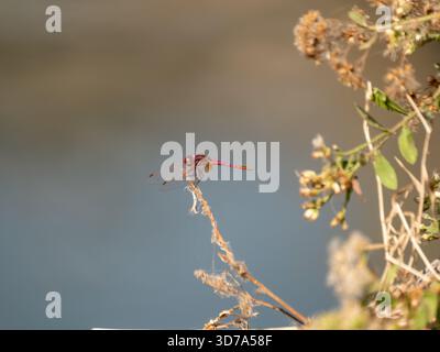 Maschio Violet Dropwing (Trithemis annulata) arroccato Foto Stock