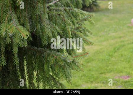Picea abies - abete rosso norvegese o abete rosso europeo, rami Foto Stock