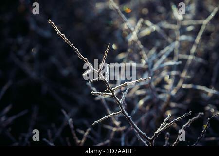 Primo piano di filiali ricoperte di gelo in condizioni invernali fredde Foto Stock