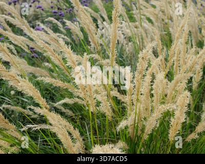 erba d'avena d'argento con punte di fiori piume argentate dorate. Copyspace. Foto Stock