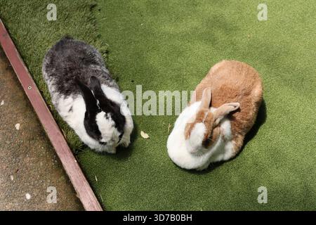 Due conigli riposanti erba artificiale verde Foto Stock