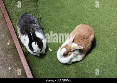 Due conigli riposanti coppia di erba artificiale Foto Stock