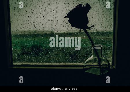 Silhouette di una rosa singola in un vaso di vetro contro una finestra con gocce di pioggia. Un'immagine artistica e lunare presenta un fiore di rosebo sagomato contro una ra Foto Stock