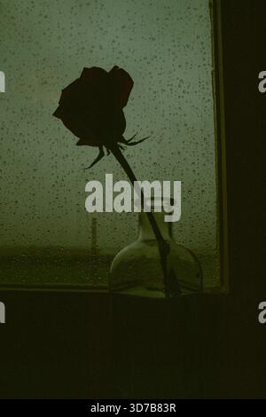 Silhouette di una rosa singola in un vaso di vetro contro una finestra con gocce di pioggia. Un'immagine artistica e lunare presenta un fiore di rosebo sagomato contro una ra Foto Stock