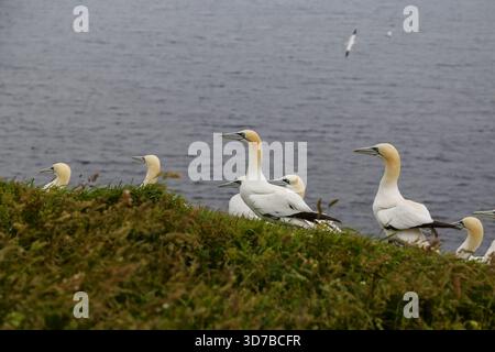 Gannetti settentrionali nidificati con pulcini a Helgoland, Germania, una nota colonia di uccelli marini nel Mare del Nord. Foto Stock
