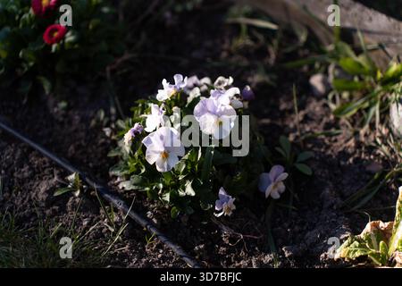 Vivace collezione floreale primavera ed estate: Girasoli, rose e fiori selvatici Foto Stock