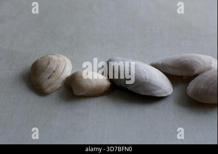 Quattro piccole conchiglie marine bianche disposte diagonalmente su uno sfondo blu testurizzato e turchese simile all'acqua Foto Stock