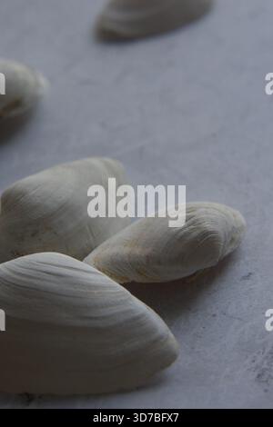 Quattro piccole conchiglie marine bianche disposte diagonalmente su uno sfondo blu testurizzato e turchese simile all'acqua Foto Stock