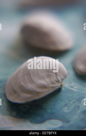 Quattro piccole conchiglie marine bianche disposte diagonalmente su uno sfondo blu testurizzato e turchese simile all'acqua Foto Stock