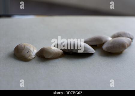 Quattro piccole conchiglie marine bianche disposte diagonalmente su uno sfondo blu testurizzato e turchese simile all'acqua Foto Stock
