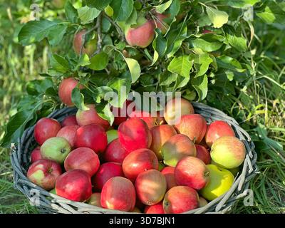 Frutta di mele nel cestino Foto Stock
