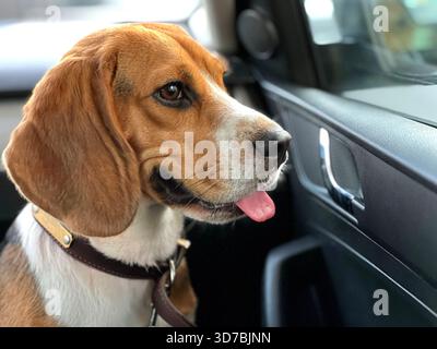 Cucciolo di cane Beagle che guarda dal finestrino della macchina Foto Stock