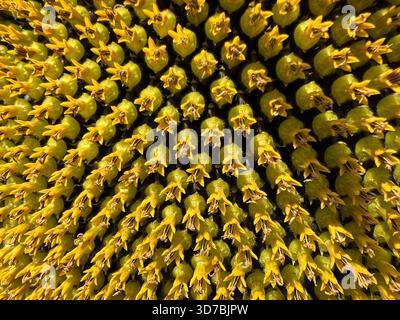 I fiori di semi di girasole si avvicinano. Foto Stock