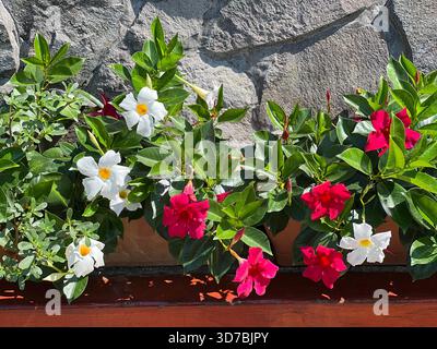 Pianta ornamentale Dipladenia Mandeilla fiore rosa bianco Foto Stock