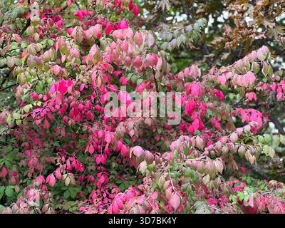 Foglie verdi rosa Euonymus alatus cespuglio ardente alato. Foto Stock