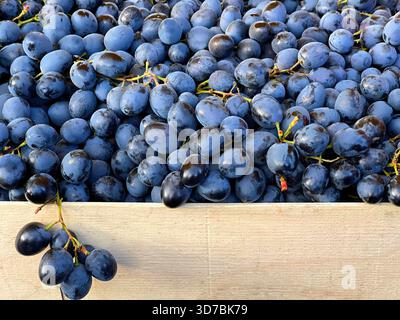 Bacche mature blu d'uva nella scatola Foto Stock