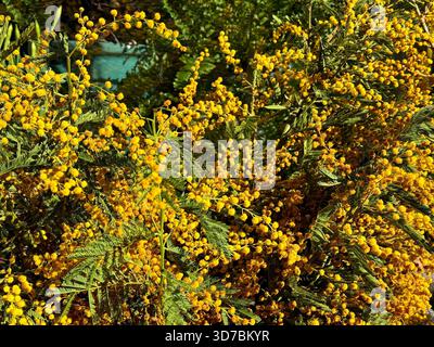 Fiori gialli primaverili acacia mimosa. Foto Stock