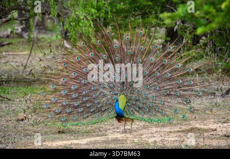 Spettacolo di danza del pavone al Parco Nazionale di Yala, Sri Lanka. Le piume si diffondono in un ventaglio pieno, mostrando motivi simili agli occhi Foto Stock
