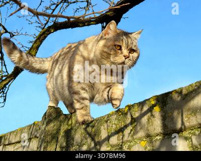 Gatto che cammina sulla recinzione contro il cielo blu in primavera Foto Stock