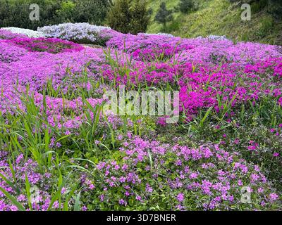 Fiori rosa phlox alpini fioriscono nel prato Foto Stock